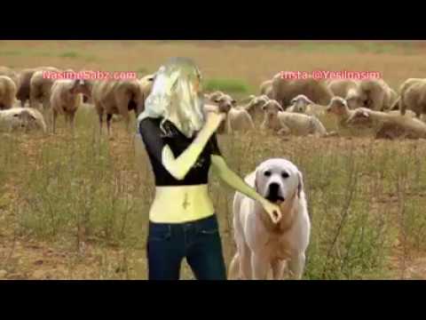 ALEYNA TİLKİ PARODİ CEVAPSIZ ÇINLAMA