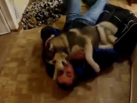 1.5 Ay Sonra Sahibine Kavuşan Köpek | Husky