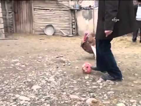 Top Oynamayı Öğrenen Hindinin Yılbaşında Kesilmekten Kurtulması Video Alkışlarla Yaşıyorum