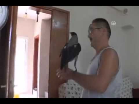Kargalara Fısıldayan Adam Video Alkışlarla Yaşıyorum