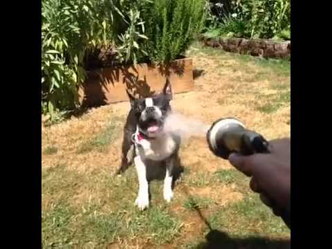 Suyla Kapışan Köpek