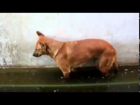 Ayakta Uyuyan Köpek İzlesene com Video