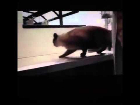 İntihar Eden Kedi