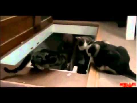 Hain Kedi