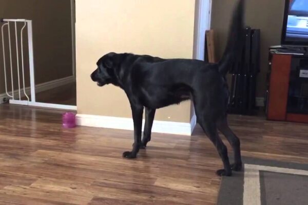 Köpek Böyle Eğitlir