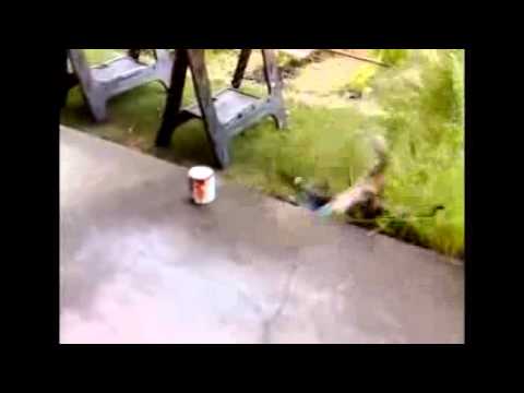 Tinerden Etkilenen Kedi