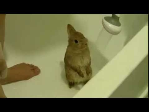 Banyo Yapan Tavşan
