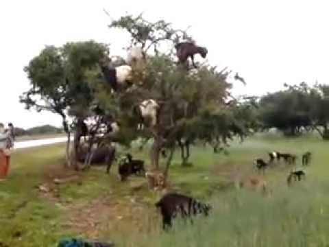 Ağaçta Yaşayan Keçiler