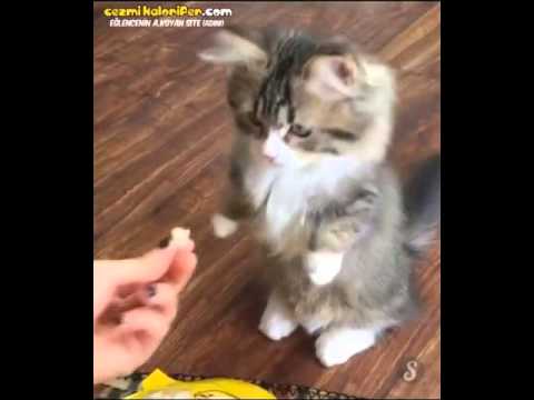 Mama Verilince Sevincinden Alkış Tutan Kedi