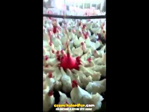 Helal Tavuklar