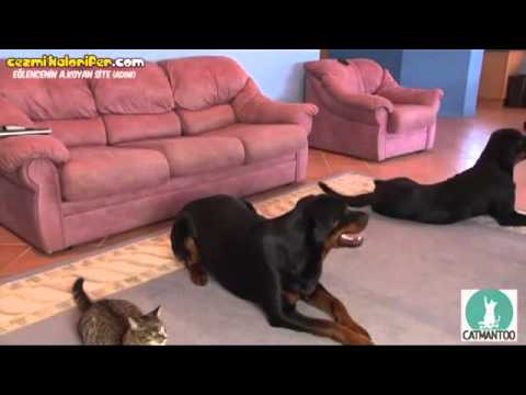 Kendini Köpek Sanan Kedi
