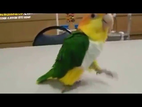 Mahalle Abisi Gibi Yürürken Tavşan Gibi Zıplamaya Başlayan Papağan