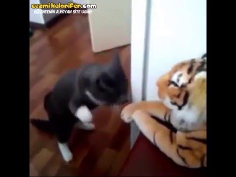 Oyuncak Kaplanı Şamarlayan Kedi